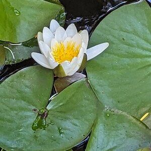 LV wristrlet Epi pochetta